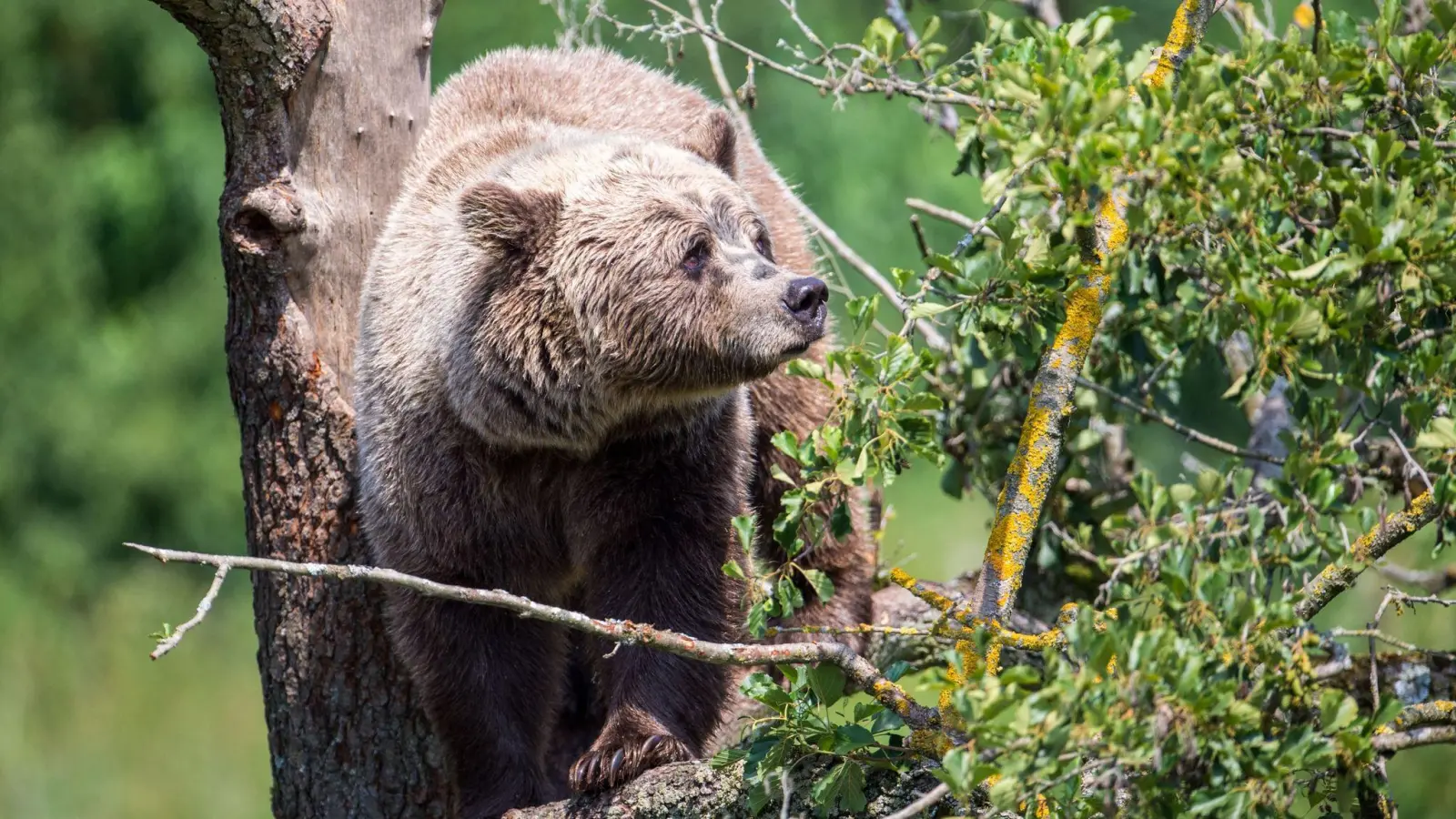 Ein Braunbär in seinem Gehege im bayerischen Wildpark Poing. (Foto: Lino Mirgeler/dpa)