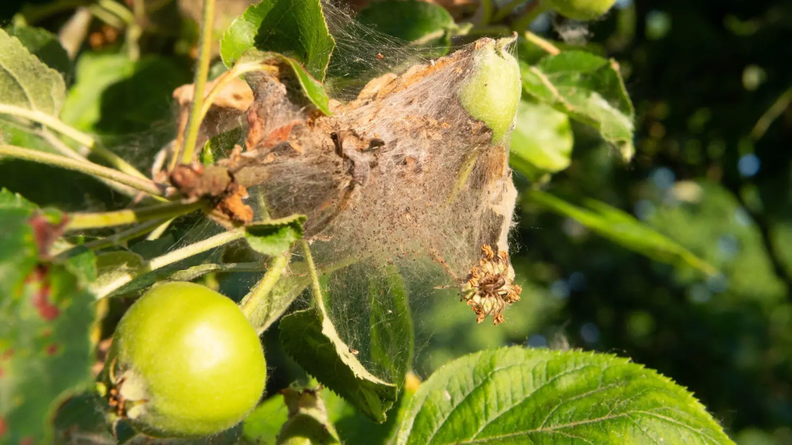 Die Apfelbaumgespinstmotten bilden Gespinste am Apfelbaum. In diesen kann man ihnen nur schwer zu Leibe rücken. (Foto: Julian Stratenschulte/dpa/dpa-tmn)