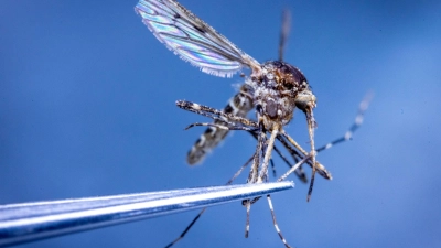 In Island wurden erstmals Stechmücken entdeckt. (Illustration) (Foto: Jens Büttner/dpa)