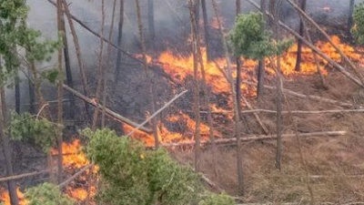 Ein Feuer brennt bei einem Wald- und Vegetationsbrand in der Gohrischheide im Landkreis Meißen. (Foto: Sebastian Kahnert/dpa)
