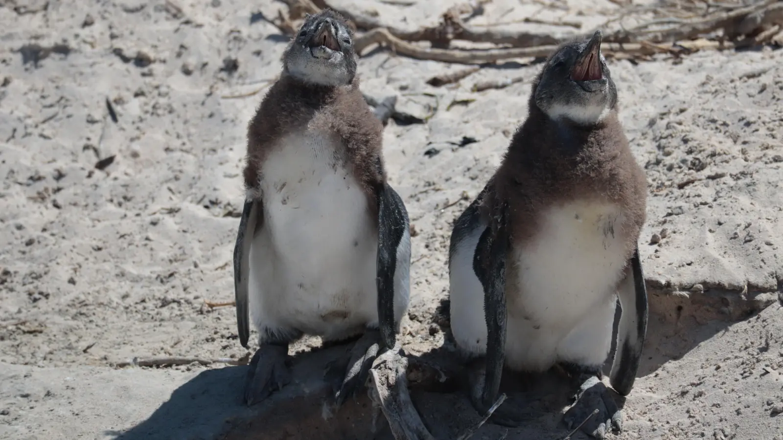 Auch die Jungtiere bleiben gelassen. (Foto: Gudrun Bayer)