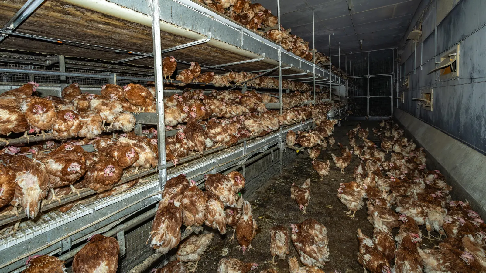 So sieht Legehennen-Bodenhaltung mit offenen Volieren aus: Die Tiere, bis zu 18 pro Quadratmeter Stallfläche, haben mehrere Etagen zur Verfügung. (Foto: Bund Naturschutz Leutershausen/Rettet das Huhn e.V.)