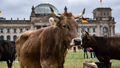 Protest-Aktion vor dem Reichstag. Immer weniger Rinder habe Zugang zu einer Weide. Darauf machen Greenpeace und die Arbeitsgemeinschaft bäuerliche Landwirtschaft aufmerksam. (Foto: Paul Zinken/dpa)