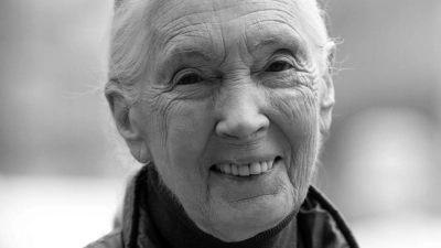 Die britische Schimpansen-Forscherin und Umwelt-Aktivistin Jane Goodall ist tot. (Foto: Sven Hoppe/dpa)