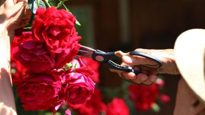 Dunkelrote Blüten bringen eine leuchtende Sirupfarbe ins Glas. (Foto: Karl-Josef Hildenbrand/dpa-tmn)