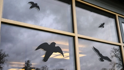 Gefahr für Vögel: Glasscheiben stellen ein unsichtbares Hindernis dar, dem jährlich Millionen Vögel zum Opfer fallen. (Foto: Jens Kalaene/dpa)
