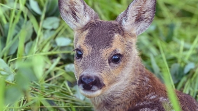 Der Jagdpächter kümmerte sich um das tote Tier. (Symbolbild) (Foto: Patrick Pleul/dpa/dpa-tmn)