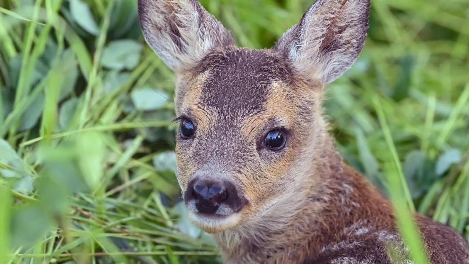 Der Jagdpächter kümmerte sich um das tote Tier. (Symbolbild) (Foto: Patrick Pleul/dpa/dpa-tmn)