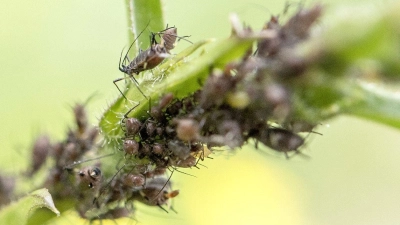 Gefräßige Krabbler: Blattläuse können Pflanzen schaden. (Foto: Robert Günther/dpa-tmn)