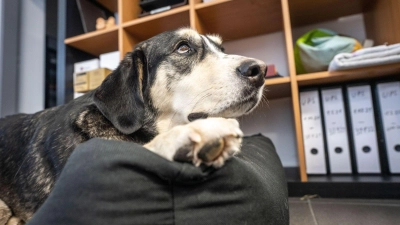 Wer seinen Hund mit zur Arbeit bringen möchte, braucht eine ausdrückliche Genehmigung des Arbeitgebers.  (Foto: Frank Rumpenhorst/dpa-tmn)