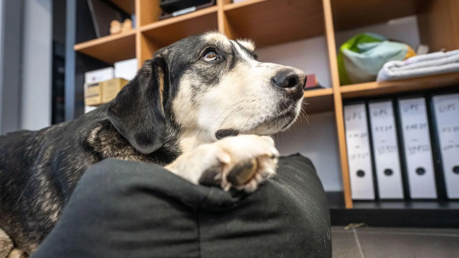 Wer seinen Hund mit zur Arbeit bringen möchte, braucht eine ausdrückliche Genehmigung des Arbeitgebers.  (Foto: Frank Rumpenhorst/dpa-tmn)