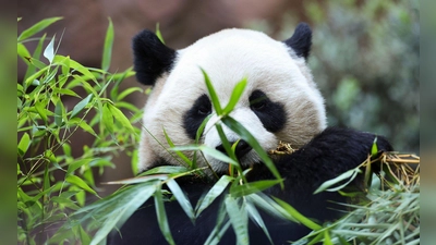 Zwei Pandas feiern im kalifornischen San Diego ihre Premiere. (Foto: Derrick Tuskan/AP/dpa)