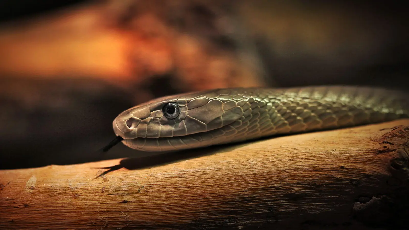 Das entwickelte Mittel soll auch gegen das Gift der Schwarzen Mamba wirken. (Archivbild) (Foto: Fredrik von Erichsen/dpa)