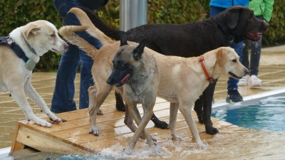 In Bad Windsheim hat das Hundeschwimmen schon Tradition. (Foto: Helmut Meixner)