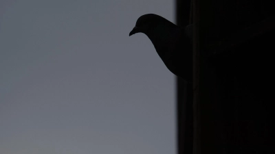 Rund 50 Tauben sollen bei dem Brand ums Leben gekommen sein. (Symbolbild) (Foto: Sebastian Gollnow/dpa)