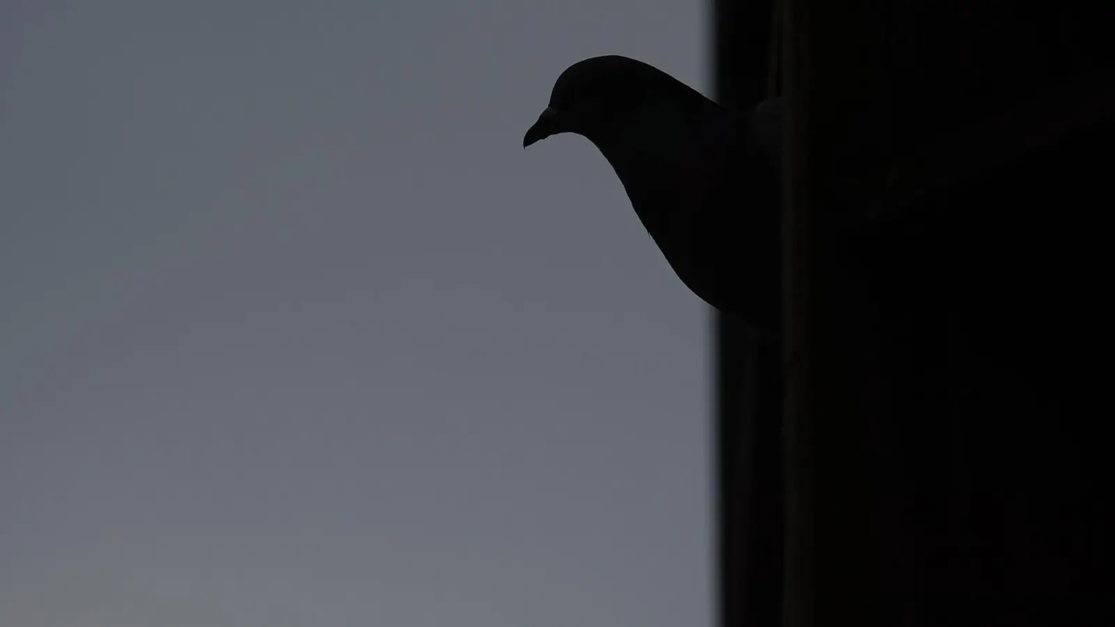 Rund 50 Tauben sollen bei dem Brand ums Leben gekommen sein. (Symbolbild) (Foto: Sebastian Gollnow/dpa)