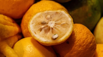 Schrumpelige Schale, intensiver Geschmack: Yuzu bringt kräftiges Zitrusaroma ins Essen – auch wenn man sie im Supermarkt selten sieht. (Foto: Zacharie Scheurer/dpa-tmn)
