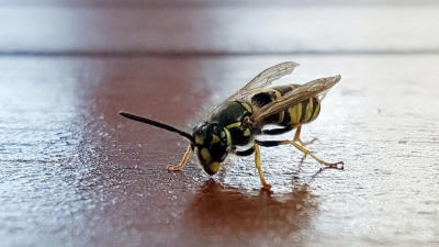 Kaum steht der Teller, sitzt die Wespe schon mit am Tisch. Süßes und Fleisch ziehen sie an – Ruhe bewahren hilft. (Foto: Isabelle Modler/dpa-tmn)