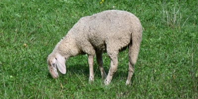 Ein frei laufendes Schaf wurde am Sonntag in Sachsen bei Ansbach gesichtet. Die Suche danach verlief ergebnislos. (Symbolbild: Patrick Lauer)