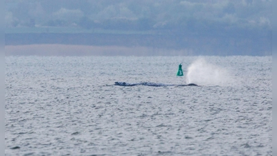 Der Buckelwal ist am frühen Montagmorgen bei steigendem Wasserstand plötzlich von selbst losgeschwommen. Nach rund zwei Stunden stoppte er aber wieder. (Foto: Jens Büttner/dpa)