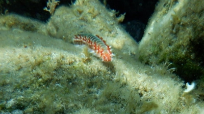 Ein Feuerwurm (Hermodice carunculata) zwischen Korallen im Meer. (Foto: Ivan Gatì/Ozeanographisches und Geophysikalisches Institut in Italien/dpa)
