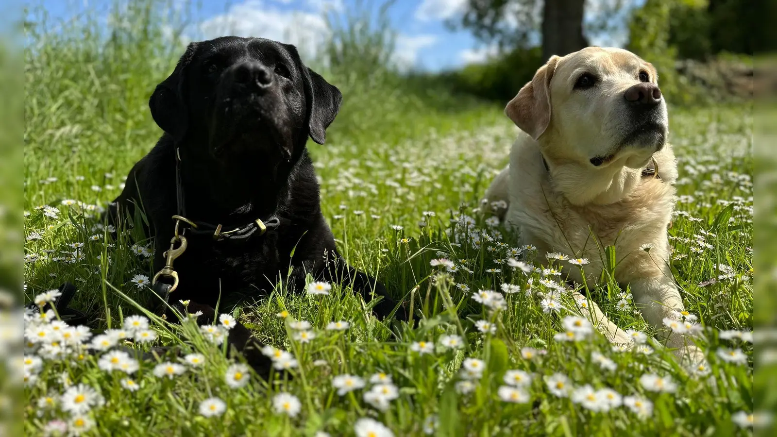 Sind zwei besser als einer? Mehr Hunde bedeuten mehr Freude, aber auch mehr Aufwand. (Foto: Katja Sponholz/dpa-tmn)