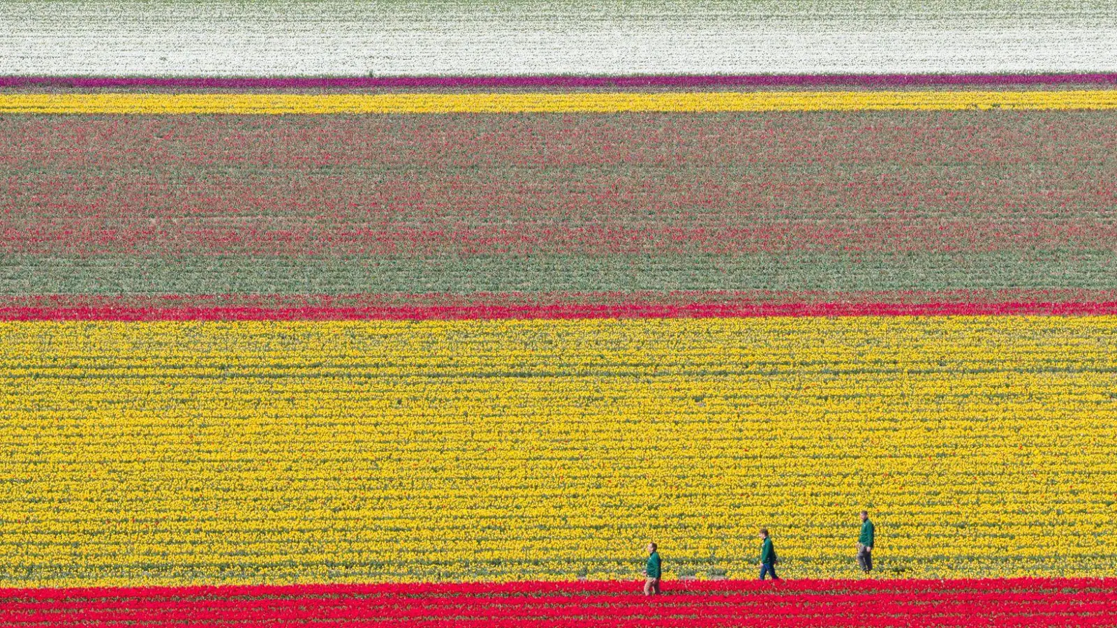 Tulpen wachsen zur Zwiebelvermehrung auf einem Tulpenfeld des Eickenhofs im Landkreis Gifhorn. (Foto: Julian Stratenschulte/dpa)