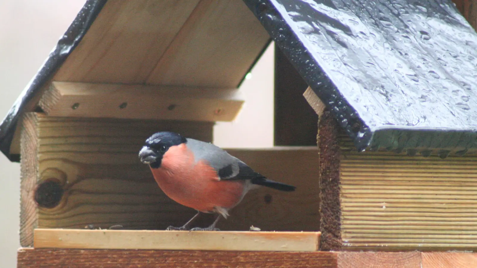 Ein Dompfaff holt sich ein paar Körner. (Foto: Mathias Neigenfind)