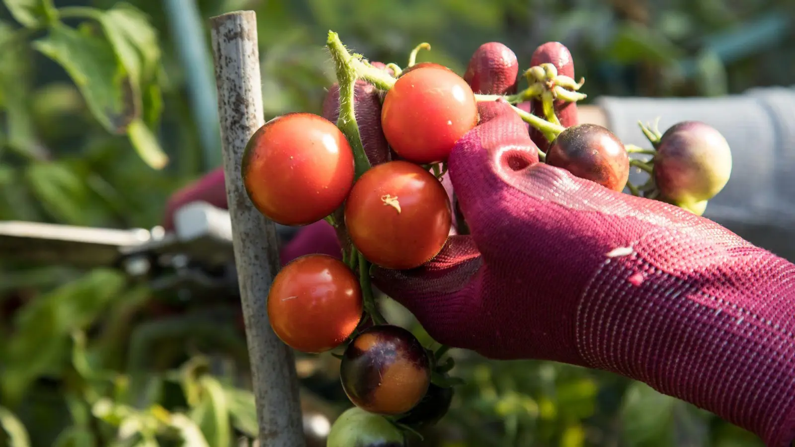 Robust bei Hitze: Tomaten kommen mit warmen und trockenen Bedingungen meist gut zurecht. (Foto: Christin Klose/dpa-tmn)