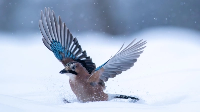 Ein Eichelhäher im Winter. (Foto: Olaf Broders/LBV-Bildarchiv)