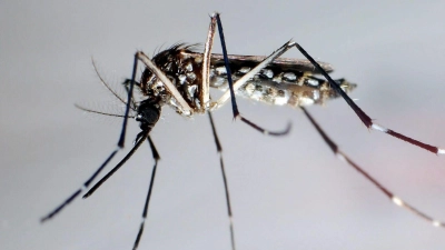 Die Gelbfiebermücke überträgt verschiedene Krankheiten, darunter die Dengue-Viren. (Foto: Gustavo Amador/epa efe/dpa)