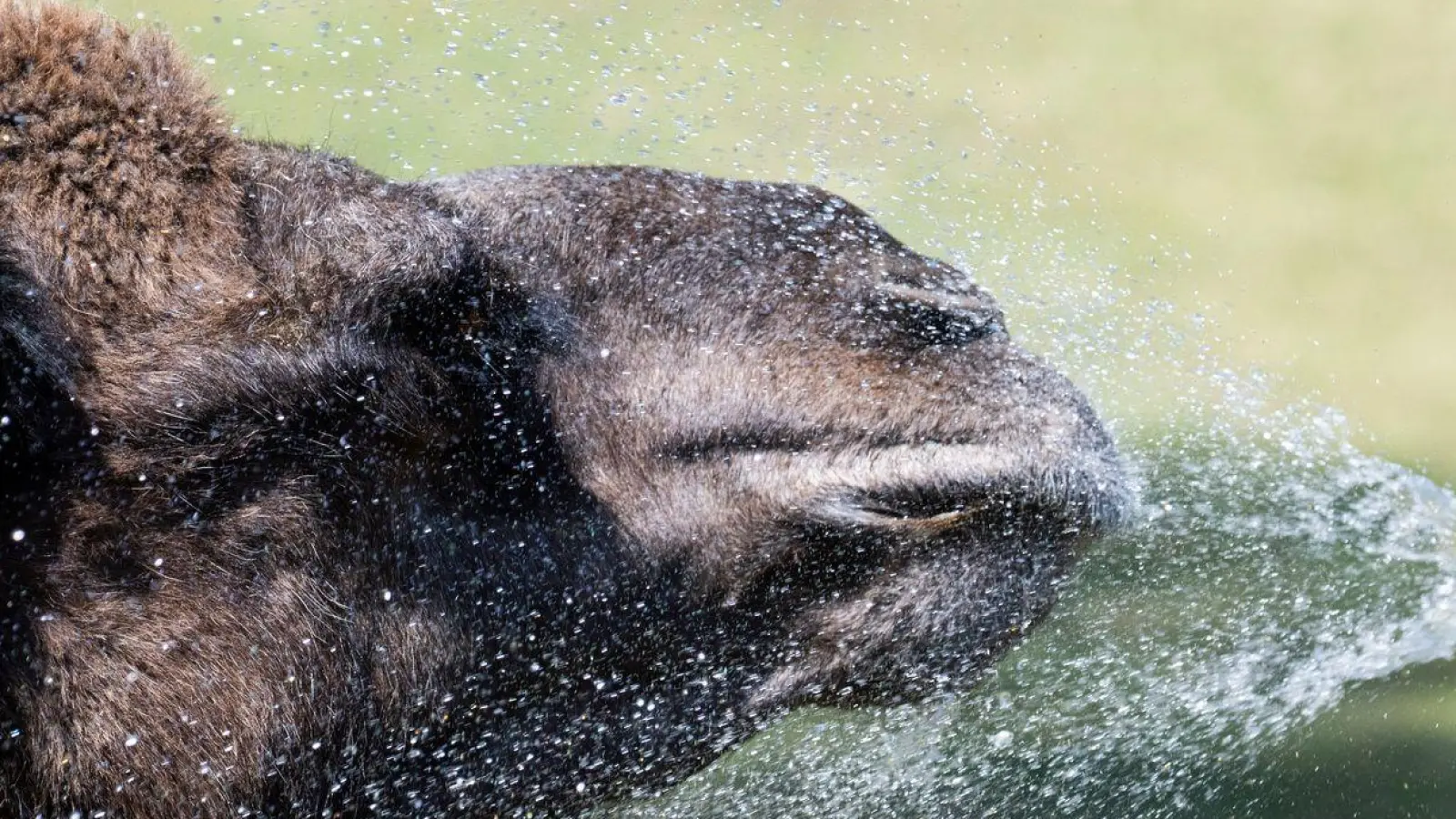 Im Opel-Zoo in Kronberg erfrischt eine Tierpflegerin mit einer Wasserdusche die Dromedare bei 40 Grad. Die Tiere, die Hitze gewohnt sind, suchen nach Abkühlung. (Foto: Boris Roessler/dpa)