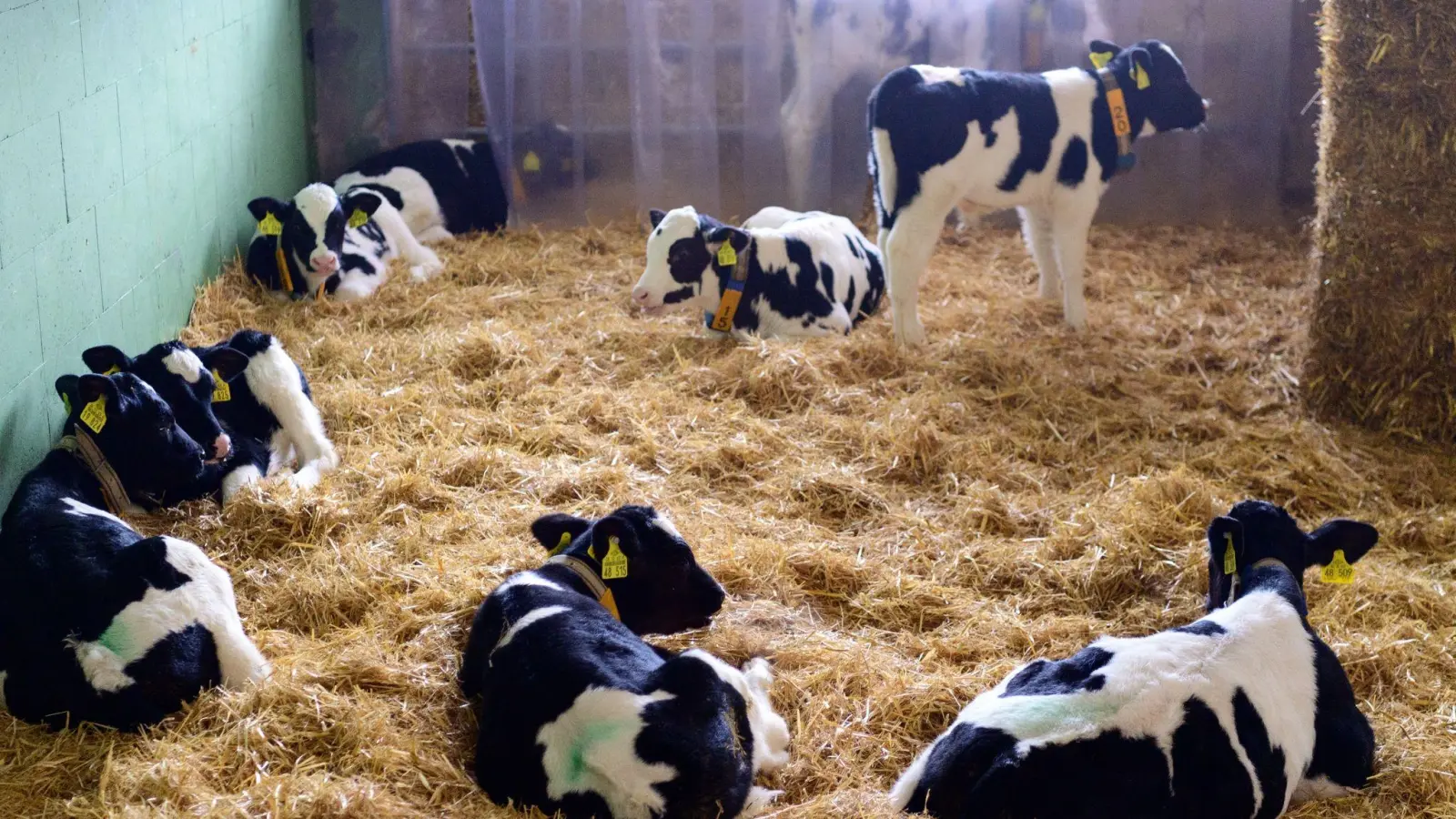Klein, aber oho: Auch Kälber können schon ungeahnte Kräfte entwickeln. Diese Erfahrung musste nun ein Landwirt in Oberschwaningen machen. (Symbolbild: Soeren Stache/dpa-Zentralbild)