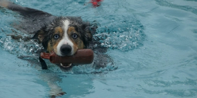 Wie bei Kindern: Manche Hunde waren nicht mehr aus dem Wasser rauszukriegen, andere brauchten etwas Aufmunterung oder einen Ball, bevor sie sich in die Fluten stürzten.  (Foto: Helmut Meixner)