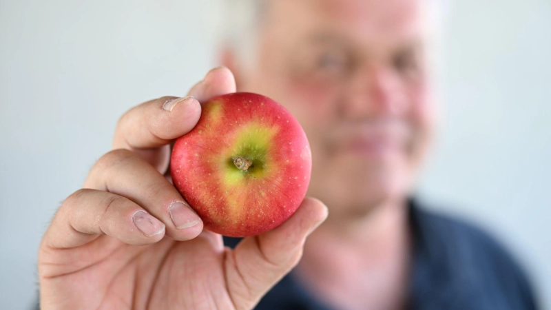 Die neue Züchtung soll mit weniger Pflanzenschutz auskommen.  (Foto: Felix Kästle/dpa)