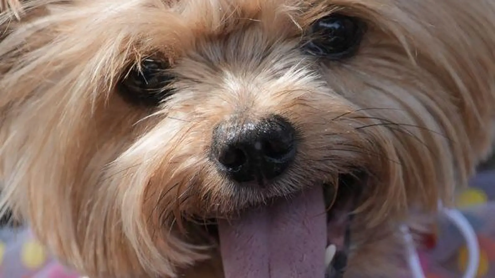 Ein Hund trägt ein Kostüm während der Karnevals-Hundeparade „Blocao” in Rio de Janeiro. (Foto: Silvia Izquierdo/AP/dpa)