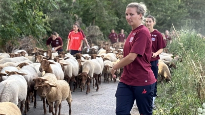 Die Fußballerinnen von Bayer 04 Leverkusen lernten im Zuge des Herdentriebes von 400 Tieren in Neuhof dazu. Das dient der Bereicherung des Teamgeistes unter realen Bedingungen.  (Foto: Bayer Leverkusen)