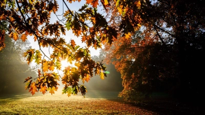 Herbst in Niedersachsen: Die aufgehende Sonne scheint auf einen Baum im Georgengarten der Herrenhäuser Gärten.<br><br>Ist das verständlicher für Kinder? (Foto: Julian Stratenschulte/dpa)