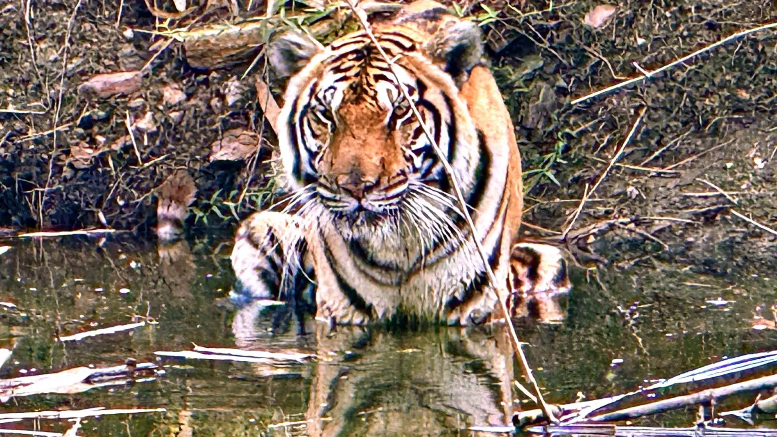 Innerhalb weniger Wochen starben in Nordthailand Dutzende Tiger - offenbar an einem Virus. (Archivbild) (Foto: Carola Frentzen/dpa)
