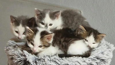 Die Mitglieder des Tierschutzvereins Feuchtwangen kümmern sich mit Herzblut um jedes herrenlose Tier. (Foto: Tierschutzverein/Kathrin Bauer)