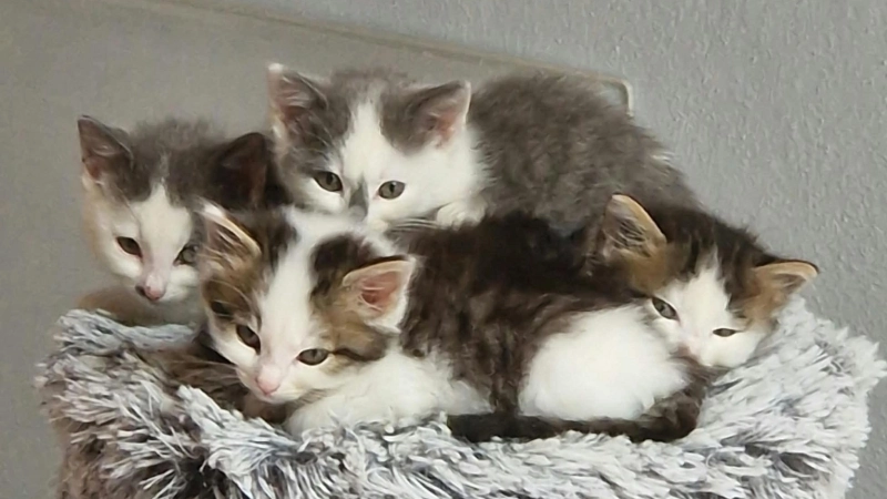 Die Mitglieder des Tierschutzvereins Feuchtwangen kümmern sich mit Herzblut um jedes herrenlose Tier. (Foto: Tierschutzverein/Kathrin Bauer)