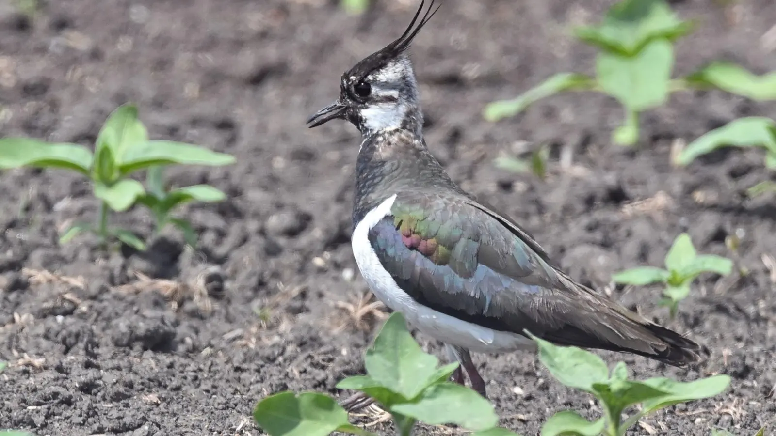 Ein Kiebitz (Vanellus vanellus) steht auf einem Feld. (Foto: Patrick Pleul/dpa/Archivbild)