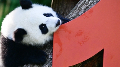 Vor einem Jahr kamen die Pandabären Leni und Lotti zur Welt. (Foto: Sebastian Christoph Gollnow/dpa)