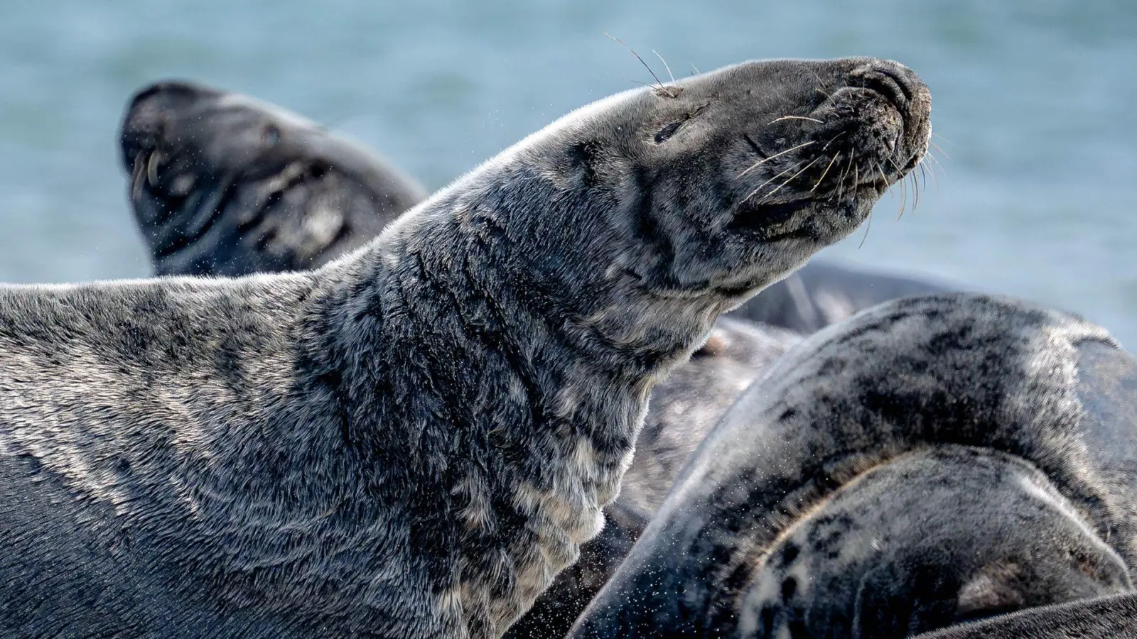 Der Bestand der Kegelrobben in der südlichen Nordsee steigt seit Jahren kontinuierlich an. (Archivbild) (Foto: Sina Schuldt/dpa)