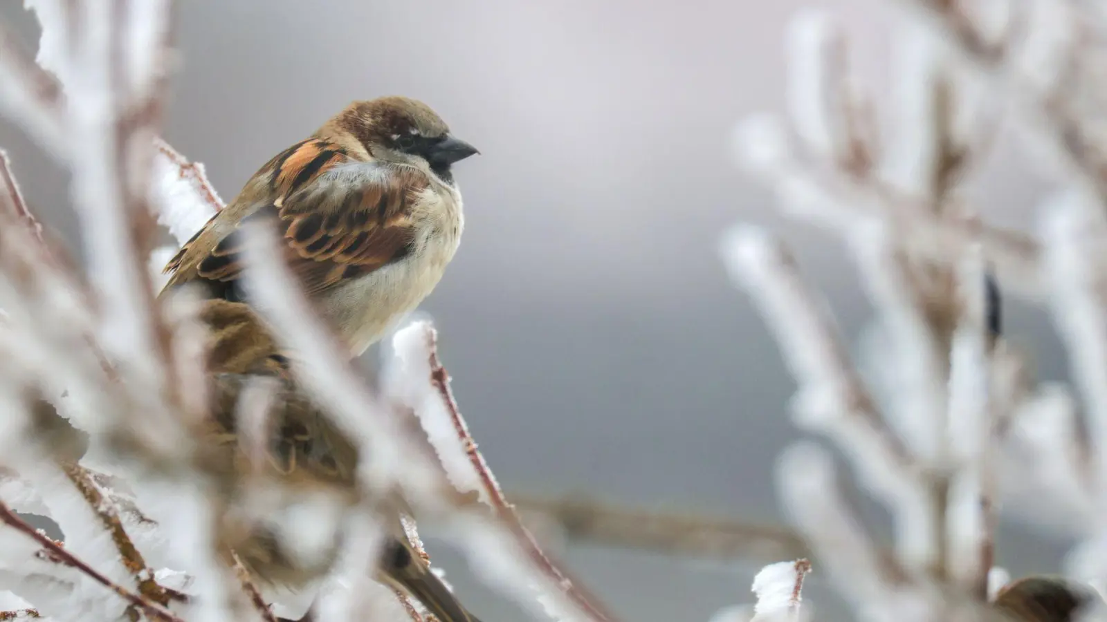 Trotz eines Rückgangs führt der Haussperling die Rangliste weiter an. (Foto: Thomas Warnack/dpa)