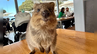 Quokkas gelten wegen ihres „Lächelns“ als die glücklichsten Tiere der Welt. (Foto: Carola Frentzen/dpa)