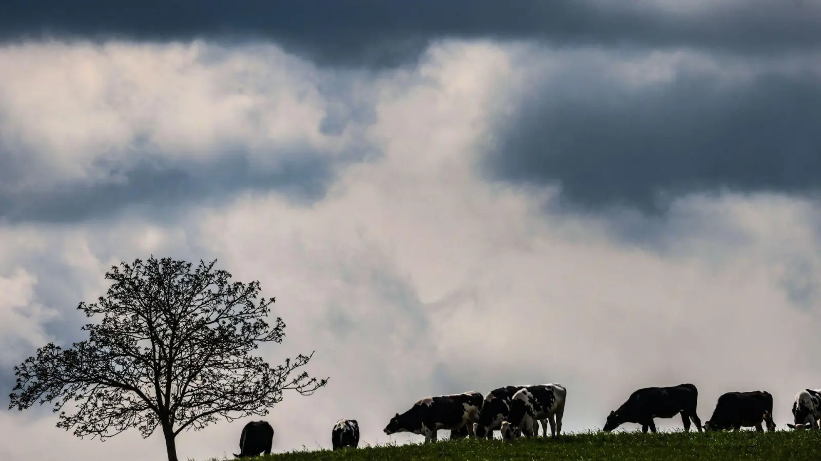 Zwischen dem Alpenrand und der Lausitz werden laut DWD am Montag teils starke Gewitter erwartet. (Archivbild) (Foto: Oliver Berg/dpa)