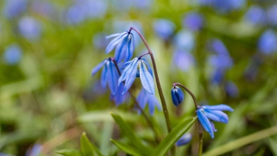 Hingucker: Das Blausternchen (Scilla siberica) kann gut im Herbst in die Erde. (Foto: Peter Steffen/dpa/dpa-tmn)