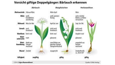 Die Unterscheidungsmerkmale von Bärlauch, Maiglöckchen und Herbstzeitlosen auf einen Blick. (Foto: dpa-infografik GmbH/dpa-tmn)