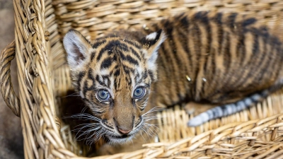 Das kleine Mädchen ist zwei Monate alt. (Foto: -/Tierpark Berlin/dpa)